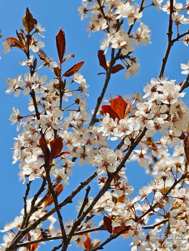 回顧，樹木標本園