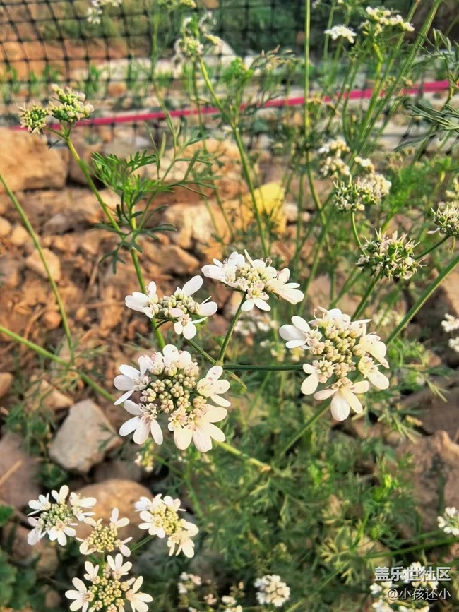 【Galaxy影像】#踏青+櫻花