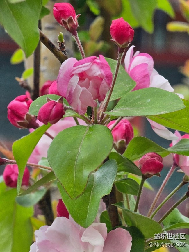 【拈花拾趣】粉黛