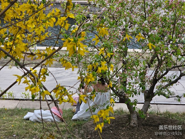【拈花拾趣】花旁的美人