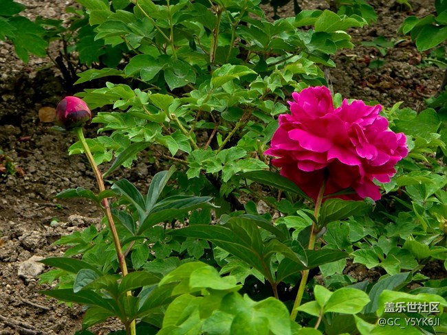 【牡丹園線下攝影活動(dòng)】+花開富貴