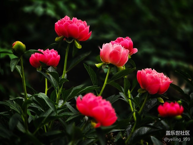 上海星部落4月19日牡丹園線下攝影活動(dòng)回顧帖