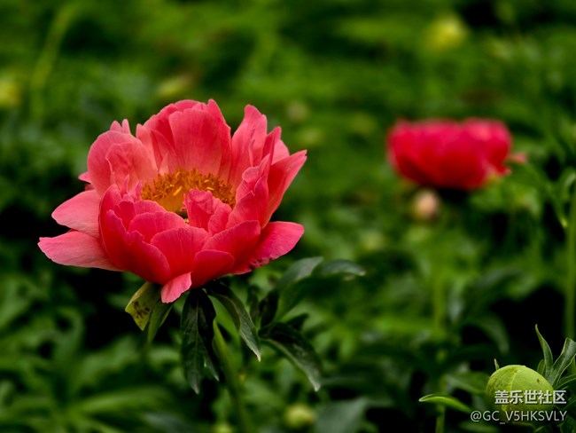 【牡丹園線下攝影活動】+三星手機(jī)的色彩表現(xiàn)力