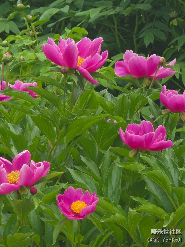 【牡丹園線下攝影活動(dòng)】+花開富貴