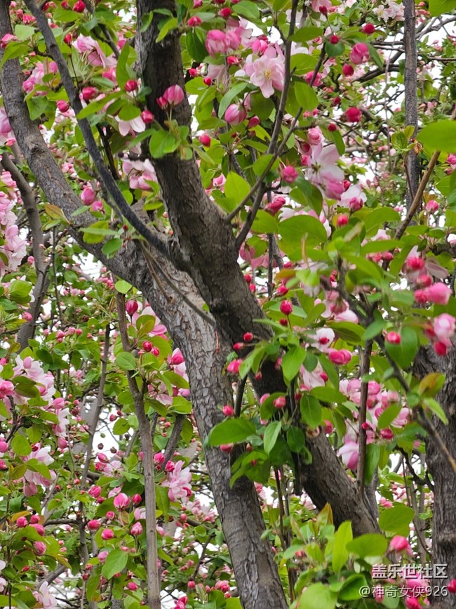 【拈花拾趣】粉黛