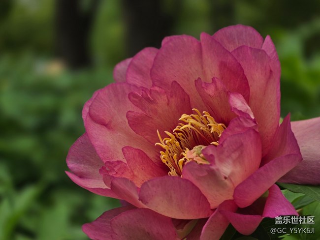 【牡丹園線下攝影活動(dòng)】+花開富貴