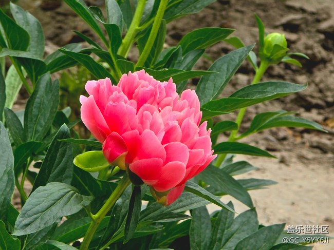 【牡丹園線下攝影活動(dòng)】+花開富貴