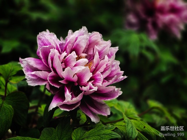 上海星部落4月19日牡丹園線下攝影活動(dòng)回顧帖