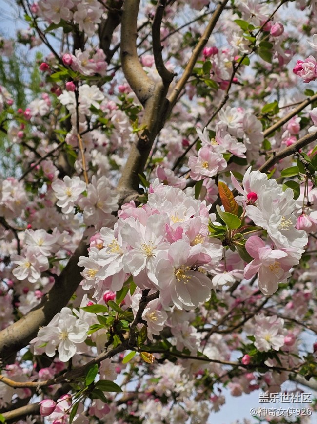 【拈花拾趣】芯花怒放