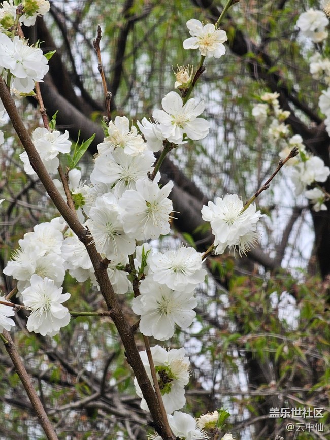 【拈花拾趣】白李花開(kāi)