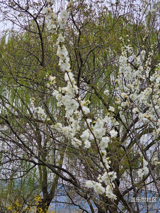 【拈花拾趣】白李花開(kāi)