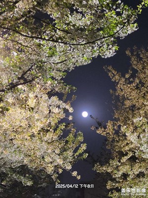 【拍有創(chuàng)意】+花好月圓比翼雙飛