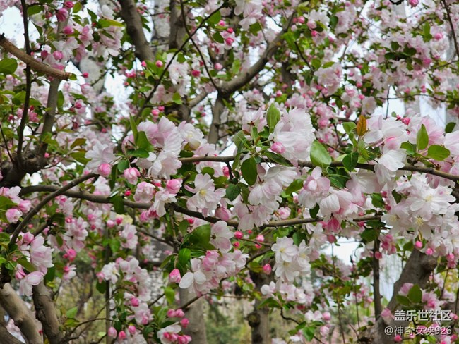 【拈花拾趣】繁花似錦
