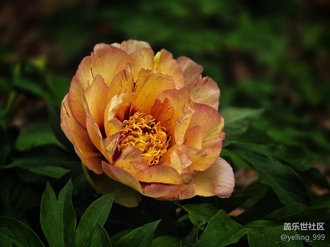 上海星部落4月19日牡丹園線下攝影活動(dòng)回顧帖