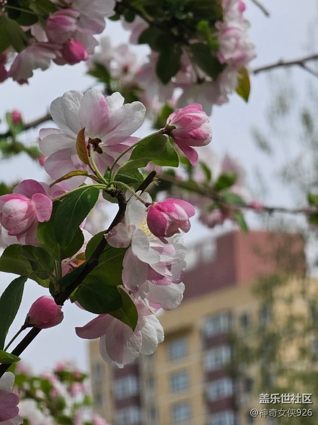 【拈花拾趣】粉黛