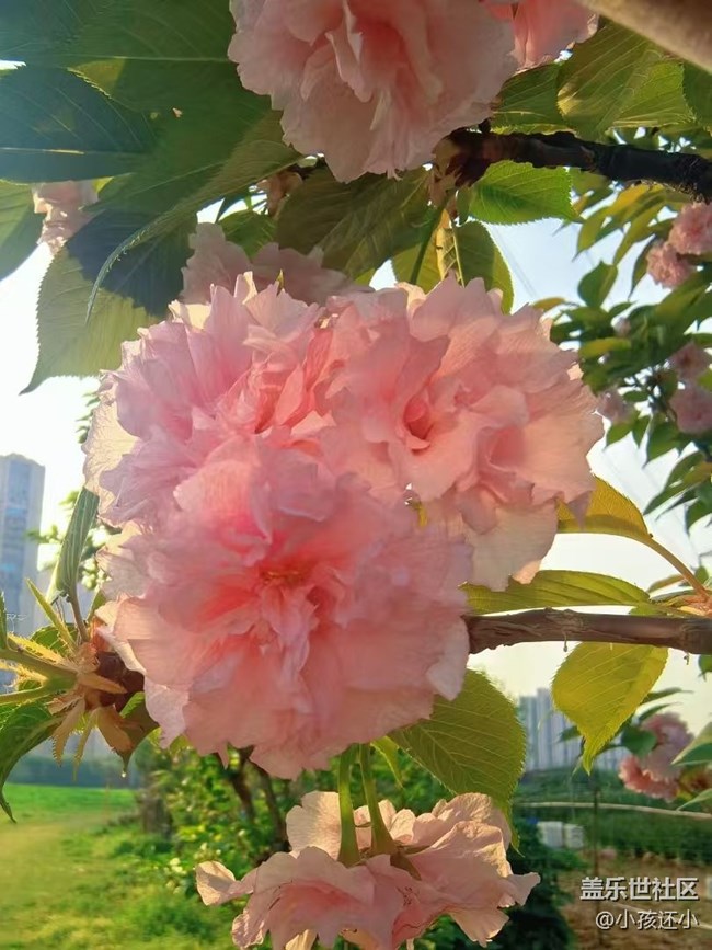 【Galaxy影像】#踏青+櫻花