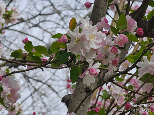 【拈花拾趣】點紅