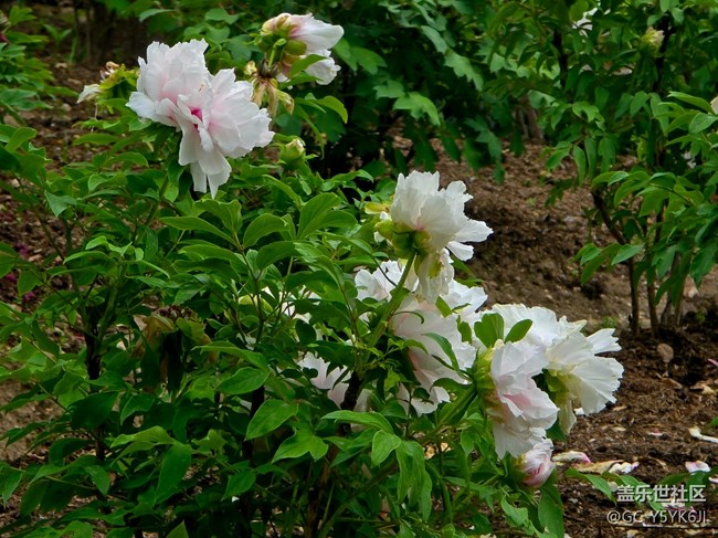 【牡丹園線下攝影活動(dòng)】+花開富貴