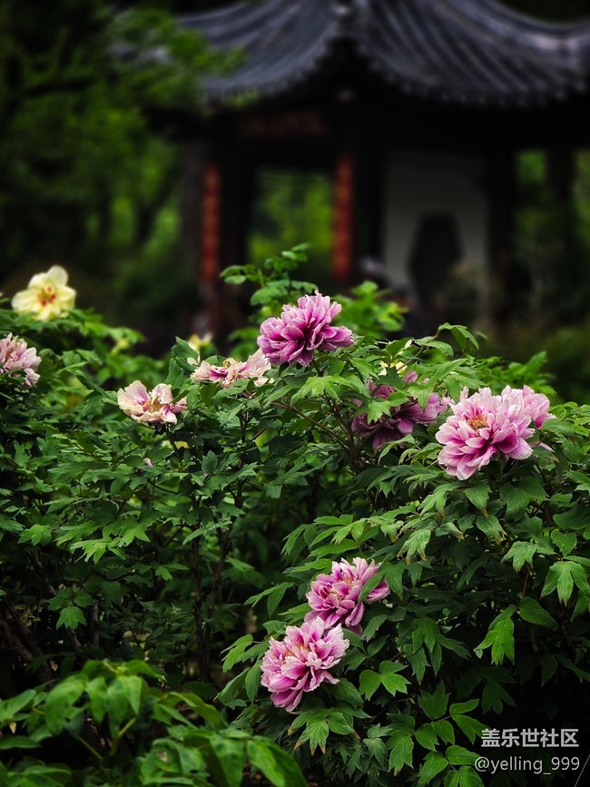 上海星部落4月19日牡丹園線下攝影活動(dòng)回顧帖