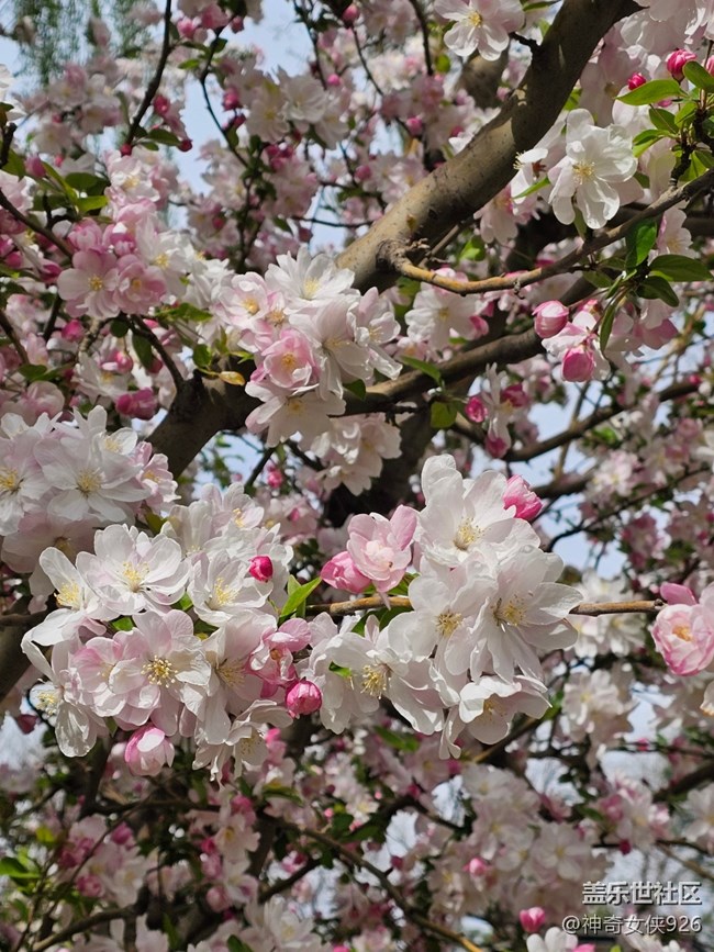 【拈花拾趣】芯花怒放