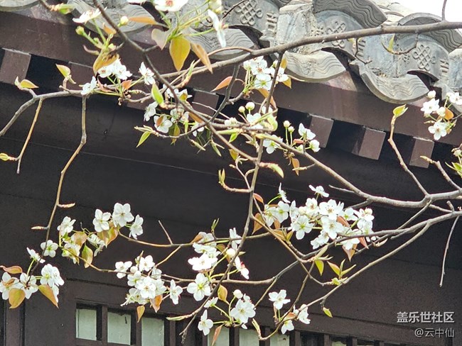 【拈花拾趣】檐下花
