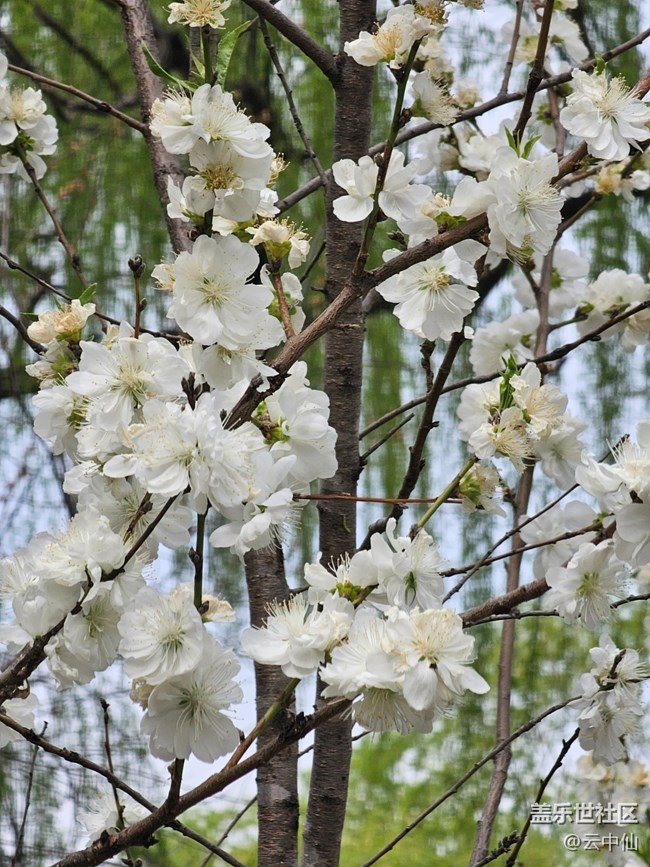【拈花拾趣】白李花開(kāi)