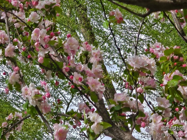 【拈花拾趣】繁花似錦