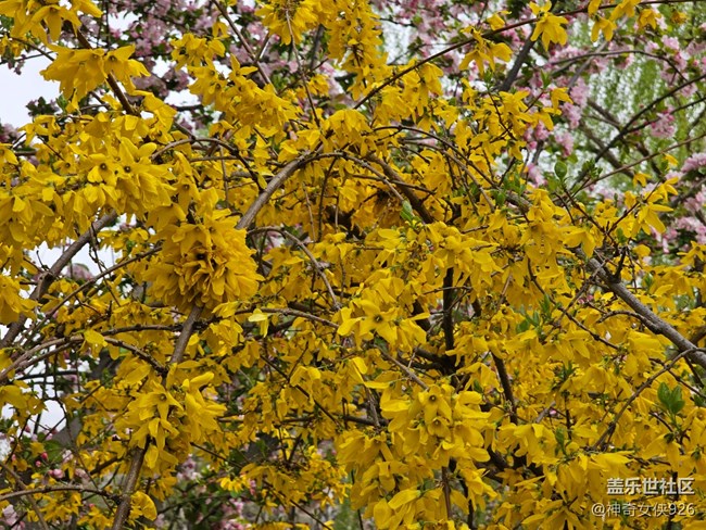 【拈花拾趣】花旁的美人