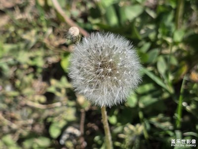 【拍有創(chuàng)意】+微距拍攝