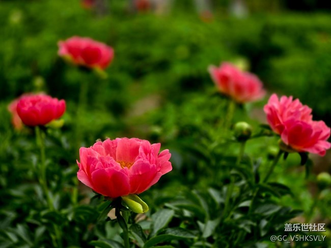 【牡丹園線下攝影活動】+三星手機(jī)的色彩表現(xiàn)力