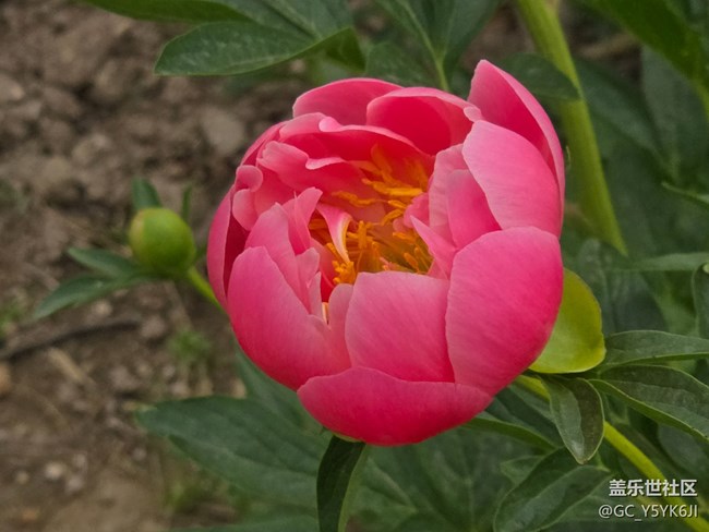 【牡丹園線下攝影活動(dòng)】+花開富貴