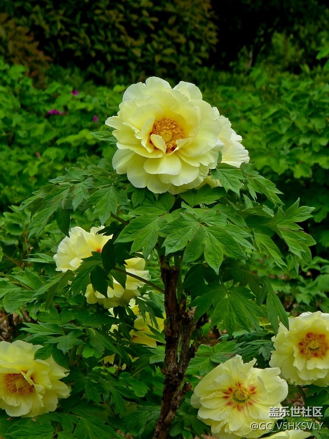 【牡丹園線下攝影活動】+三星手機(jī)的色彩表現(xiàn)力