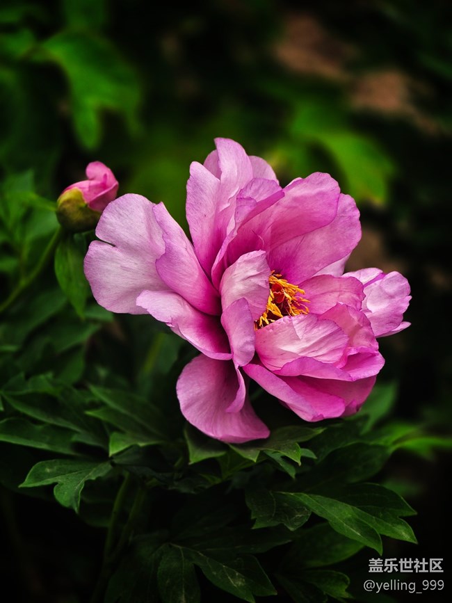 上海星部落4月19日牡丹園線下攝影活動(dòng)回顧帖