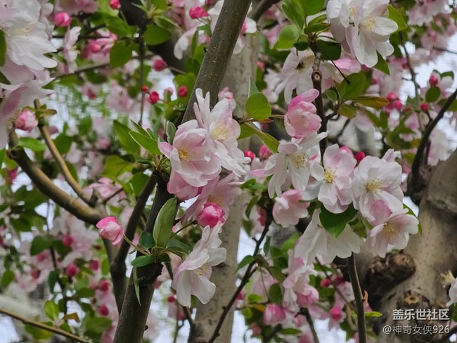 【拈花拾趣】點紅