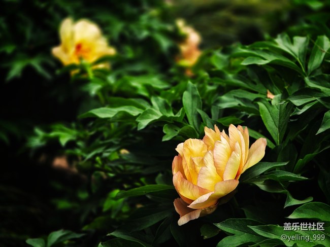 上海星部落4月19日牡丹園線下攝影活動(dòng)回顧帖