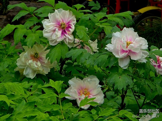 【牡丹園線下攝影活動】+三星手機(jī)的色彩表現(xiàn)力