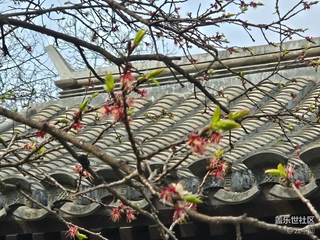 【拈花拾趣】初見