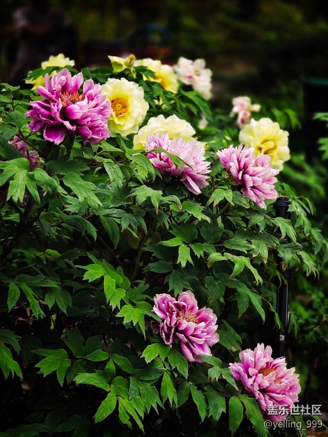 上海星部落4月19日牡丹園線下攝影活動(dòng)回顧帖