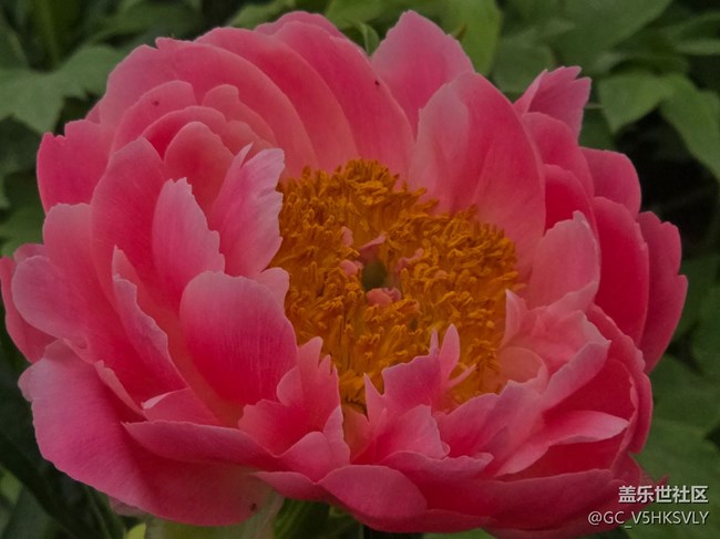 【牡丹園線下攝影活動】+三星手機(jī)的色彩表現(xiàn)力