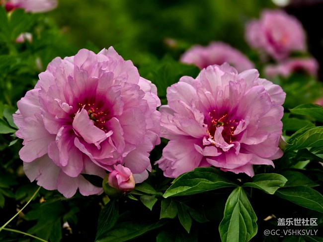 【牡丹園線下攝影活動】+三星手機(jī)的色彩表現(xiàn)力