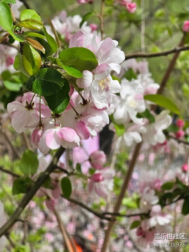 【拈花拾趣】點紅