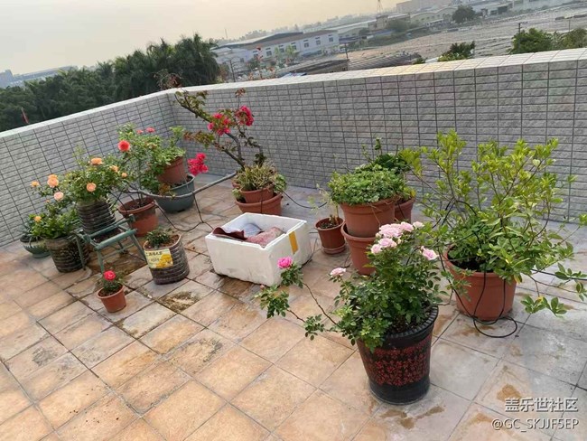 【春光爛漫ing】天臺(tái)小花園，時(shí)光慢游