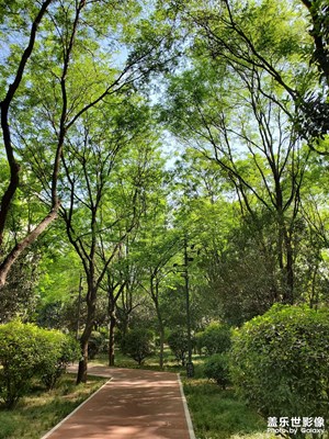 【拍有創(chuàng)意】林間漫步