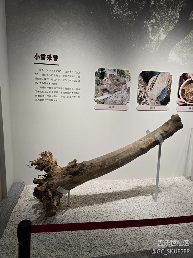 【三星鏡頭下的非遺】探尋非遺瑰寶，領(lǐng)略嶺南風(fēng)情