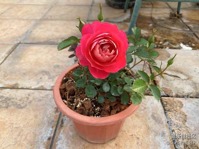 【春光爛漫ing】天臺(tái)小花園，時(shí)光慢游