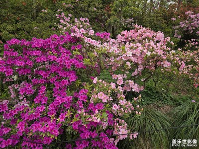 【拍有創(chuàng)意】+杜鵑花