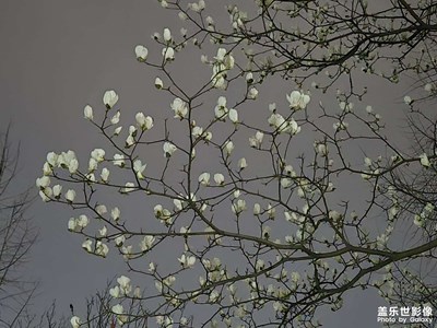 【拍有創(chuàng)意】+春景