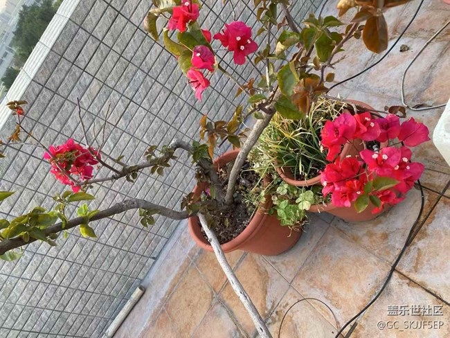 【春光爛漫ing】天臺(tái)小花園，時(shí)光慢游