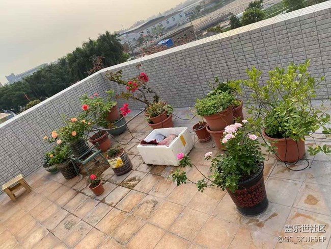 【春光爛漫ing】天臺(tái)小花園，時(shí)光慢游