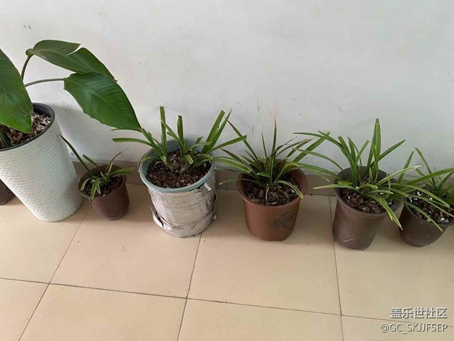 【春光爛漫ing】天臺(tái)小花園，時(shí)光慢游